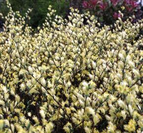 Vrba plazivá - Salix repens nitida