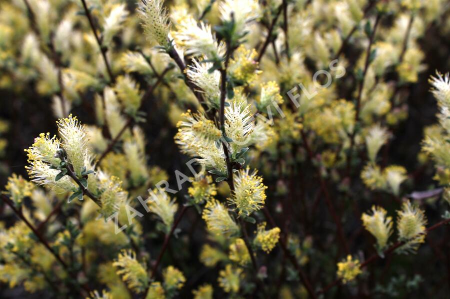 Vrba plazivá - Salix repens nitida
