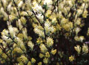 Vrba plazivá - Salix repens nitida