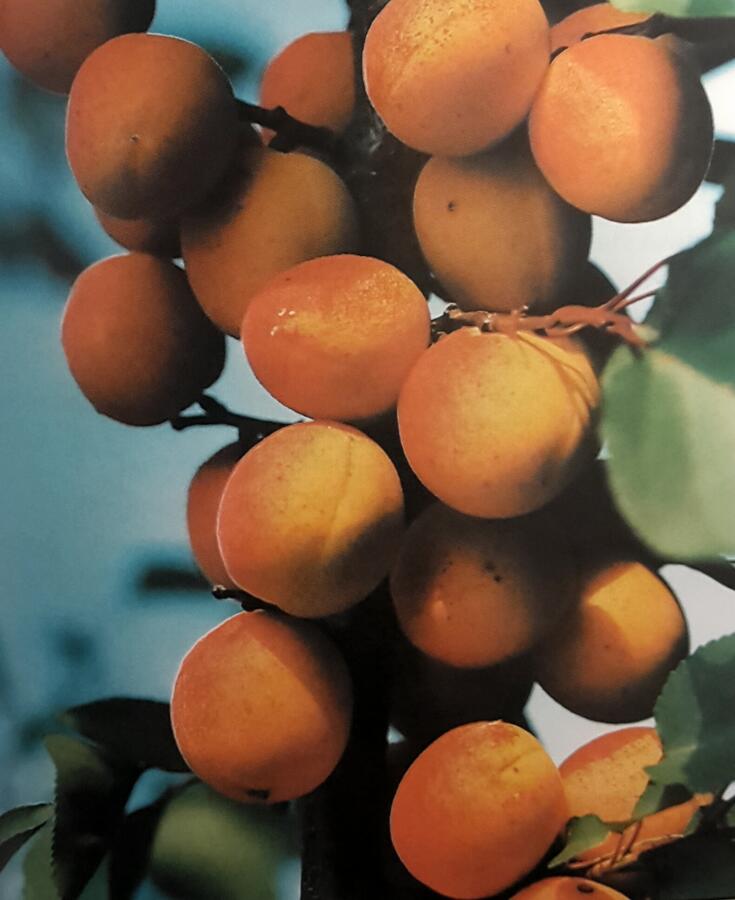 Meruňka raná 'Lejuna' - Prunus armeniaca 'Lejuna'