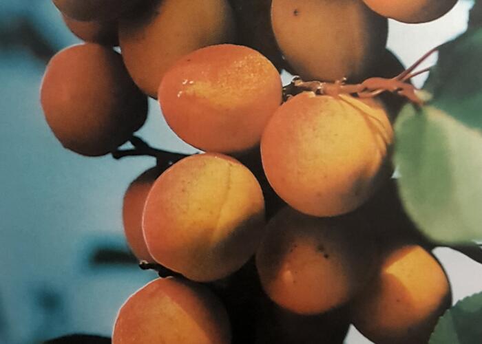Meruňka raná 'Lejuna' - Prunus armeniaca 'Lejuna'