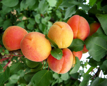 Meruňka středně raná 'Marlen'