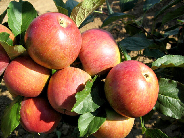 Jabloň zimní 'Rubimeg' - Malus domestica 'Rubimeg'