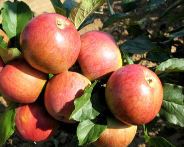 Jabloň zimní 'Rubimeg'