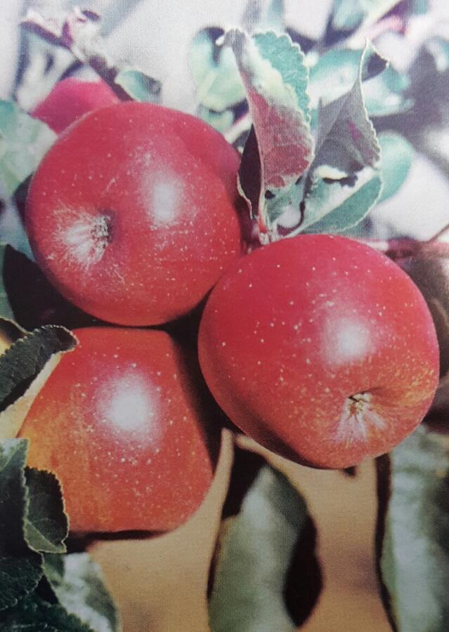 Jabloň zimní 'Jarka' - Malus domestica 'Jarka'