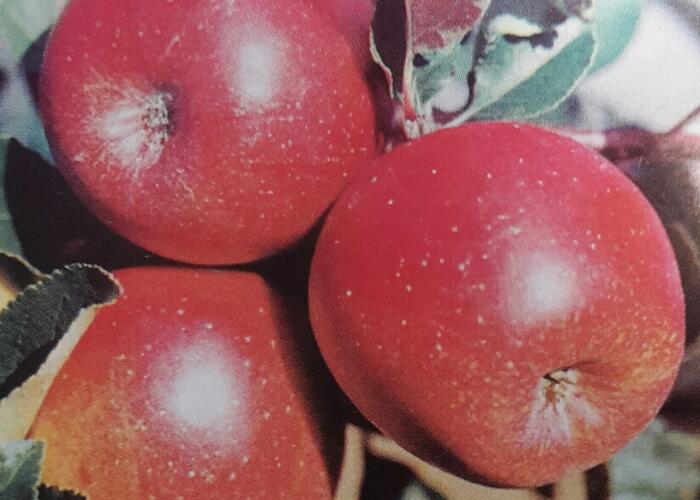 Jabloň zimní 'Jarka' - Malus domestica 'Jarka'