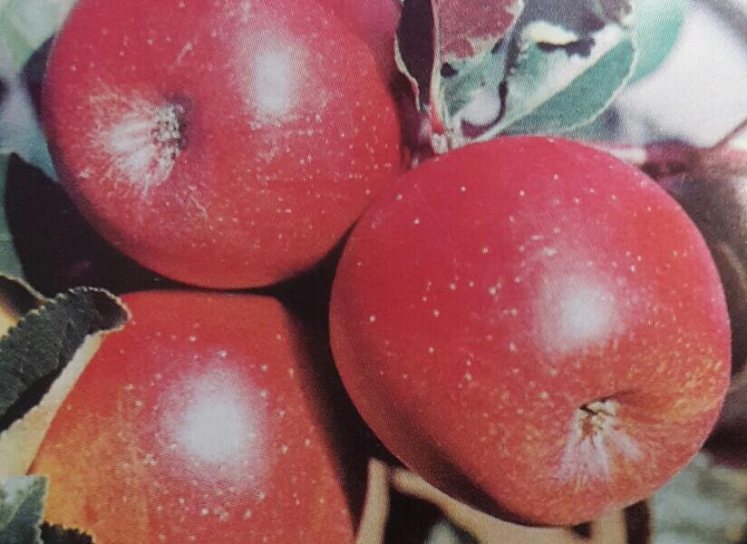 Jabloň zimní 'Jarka' - Malus domestica 'Jarka'