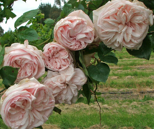 Růže pnoucí 'Souvenir de la Malmaison' - Rosa PN 'Souvenir de la Malmaison'