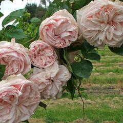 Růže pnoucí 'Souvenir de la Malmaison' - Rosa PN 'Souvenir de la Malmaison'