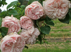 Růže pnoucí 'Souvenir de la Malmaison' - Rosa PN 'Souvenir de la Malmaison'
