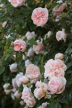 Růže pnoucí 'Souvenir de la Malmaison' - Rosa PN 'Souvenir de la Malmaison'