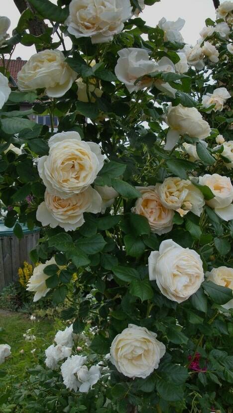 Růže pnoucí Tantau 'Uetersen Klosterrose' - Rosa PN 'Uetersen Klosterrose'