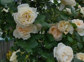 Růže pnoucí Tantau 'Uetersen Klosterrose' - Rosa PN 'Uetersen Klosterrose'
