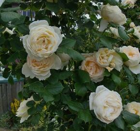 Růže pnoucí Tantau 'Uetersen Klosterrose' - Rosa PN 'Uetersen Klosterrose'