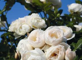 Růže pnoucí Tantau 'Uetersen Klosterrose' - Rosa PN 'Uetersen Klosterrose'