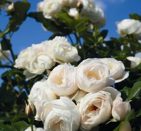 Růže pnoucí Tantau 'Uetersen Klosterrose' - Rosa PN 'Uetersen Klosterrose'