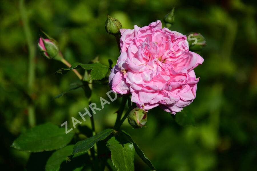Růže pnoucí Kordes 'Sweet Laguna' - Rosa PN 'Sweet Laguna'