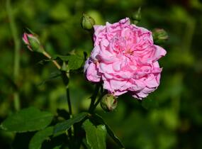 Růže pnoucí Kordes 'Sweet Laguna' - Rosa PN 'Sweet Laguna'