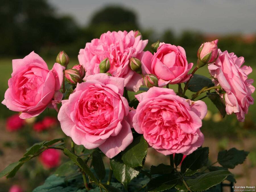 Růže pnoucí Kordes 'Sweet Laguna' - Rosa PN 'Sweet Laguna'