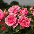 Růže pnoucí Kordes 'Sweet Laguna' - Rosa PN 'Sweet Laguna'
