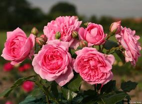 Růže pnoucí Kordes 'Sweet Laguna' - Rosa PN 'Sweet Laguna'