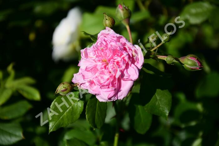 Růže pnoucí Kordes 'Sweet Laguna' - Rosa PN 'Sweet Laguna'