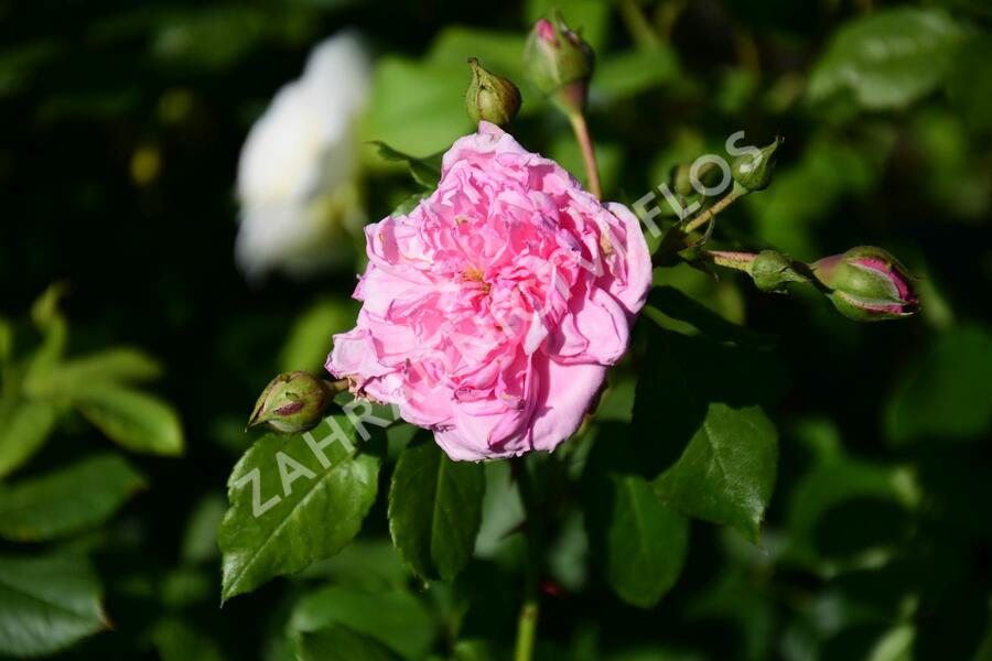 Růže pnoucí Kordes 'Sweet Laguna' - Rosa PN 'Sweet Laguna'