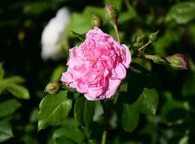 Růže pnoucí Kordes 'Sweet Laguna' - Rosa PN 'Sweet Laguna'