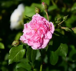 Růže pnoucí Kordes 'Sweet Laguna' - Rosa PN 'Sweet Laguna'