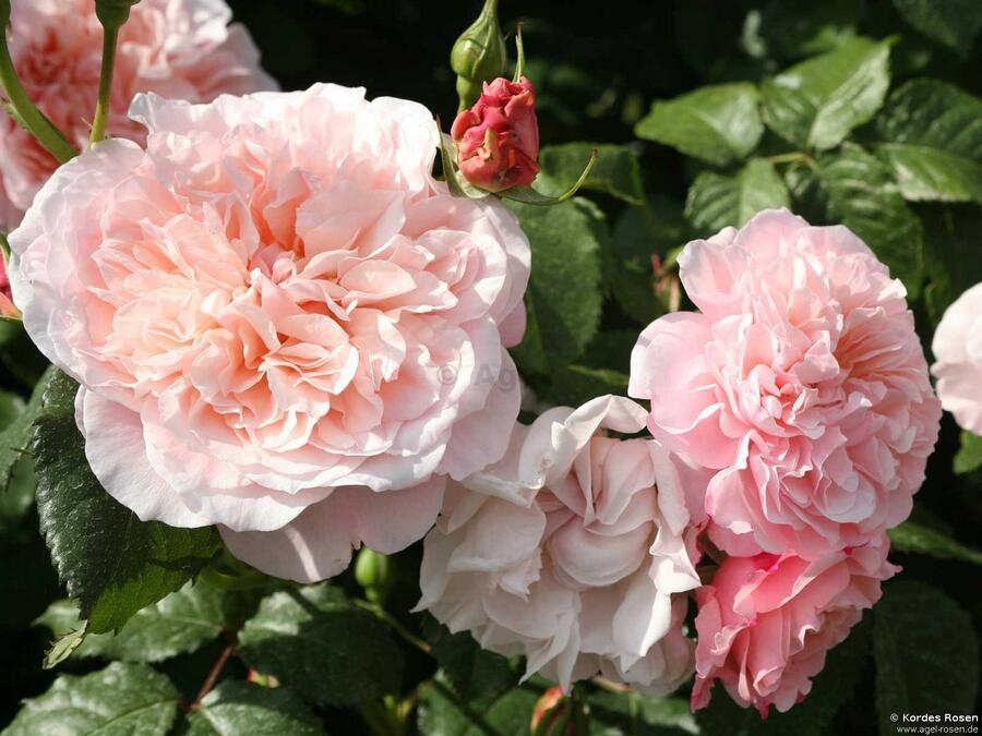 Růže pnoucí Kordes 'Rose de Tolbiac' - Rosa PN 'Rose de Tolbiac'