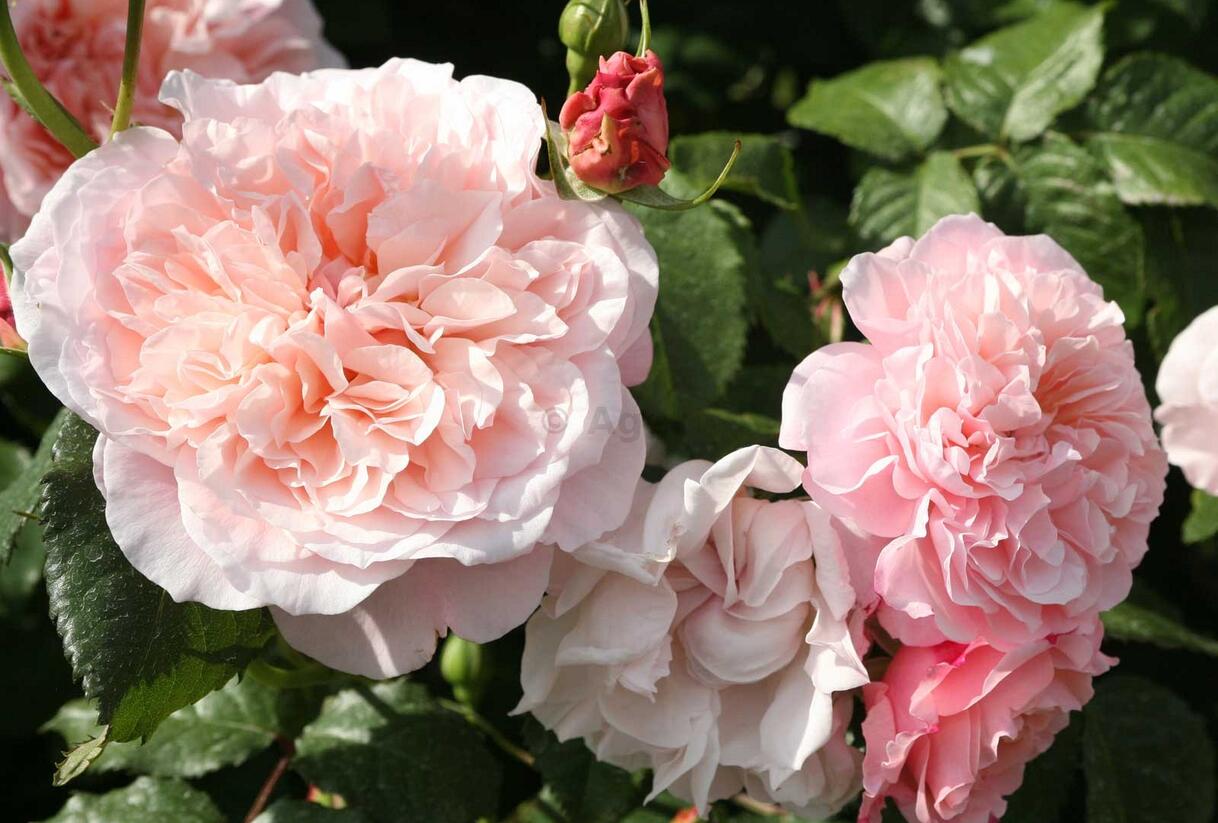 Růže pnoucí Kordes 'Rose de Tolbiac' - Rosa PN 'Rose de Tolbiac'