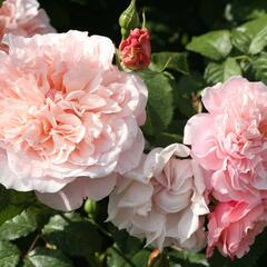 Růže pnoucí Kordes 'Rose de Tolbiac' - Rosa PN 'Rose de Tolbiac'
