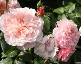 Růže pnoucí Kordes 'Rose de Tolbiac'