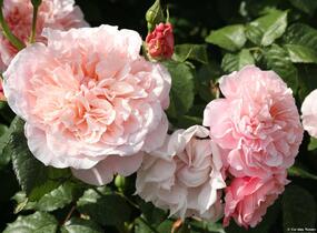 Růže pnoucí Kordes 'Rose de Tolbiac' - Rosa PN 'Rose de Tolbiac'