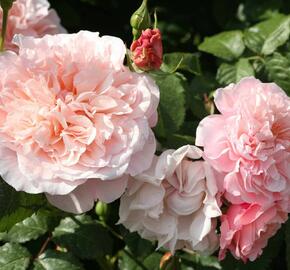 Růže pnoucí Kordes 'Rose de Tolbiac' - Rosa PN 'Rose de Tolbiac'