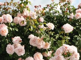 Růže pnoucí Kordes 'Rose de Tolbiac' - Rosa PN 'Rose de Tolbiac'