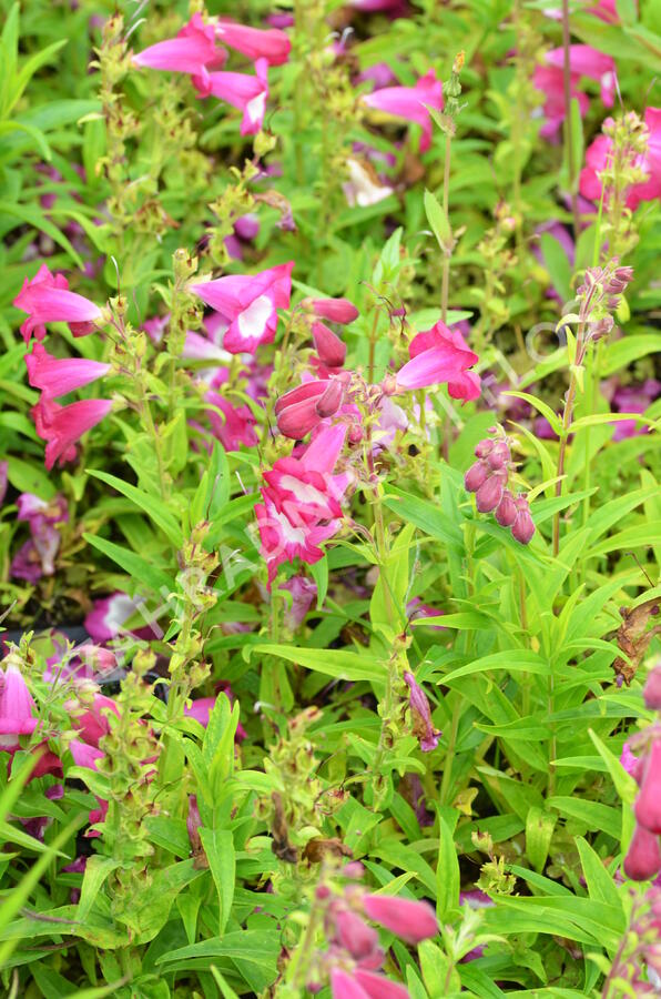 Dračík 'Phoenix Magenta' - Penstemon hartwegii 'Phoenix Magenta'