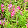 Dračík 'Phoenix Magenta' - Penstemon hartwegii 'Phoenix Magenta'
