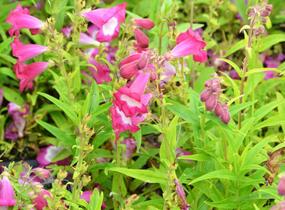 Dračík 'Phoenix Magenta' - Penstemon hartwegii 'Phoenix Magenta'