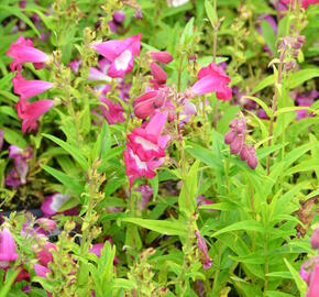 Dračík 'Phoenix Magenta' - Penstemon hartwegii 'Phoenix Magenta'