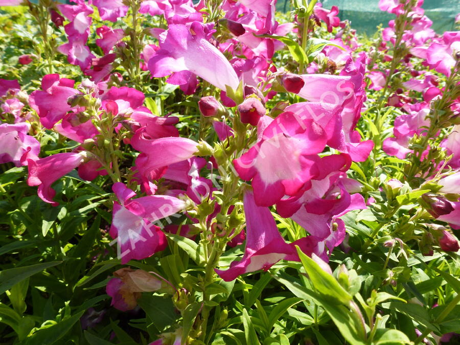 Dračík 'Phoenix Magenta' - Penstemon hartwegii 'Phoenix Magenta'