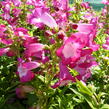 Dračík 'Phoenix Magenta' - Penstemon hartwegii 'Phoenix Magenta'