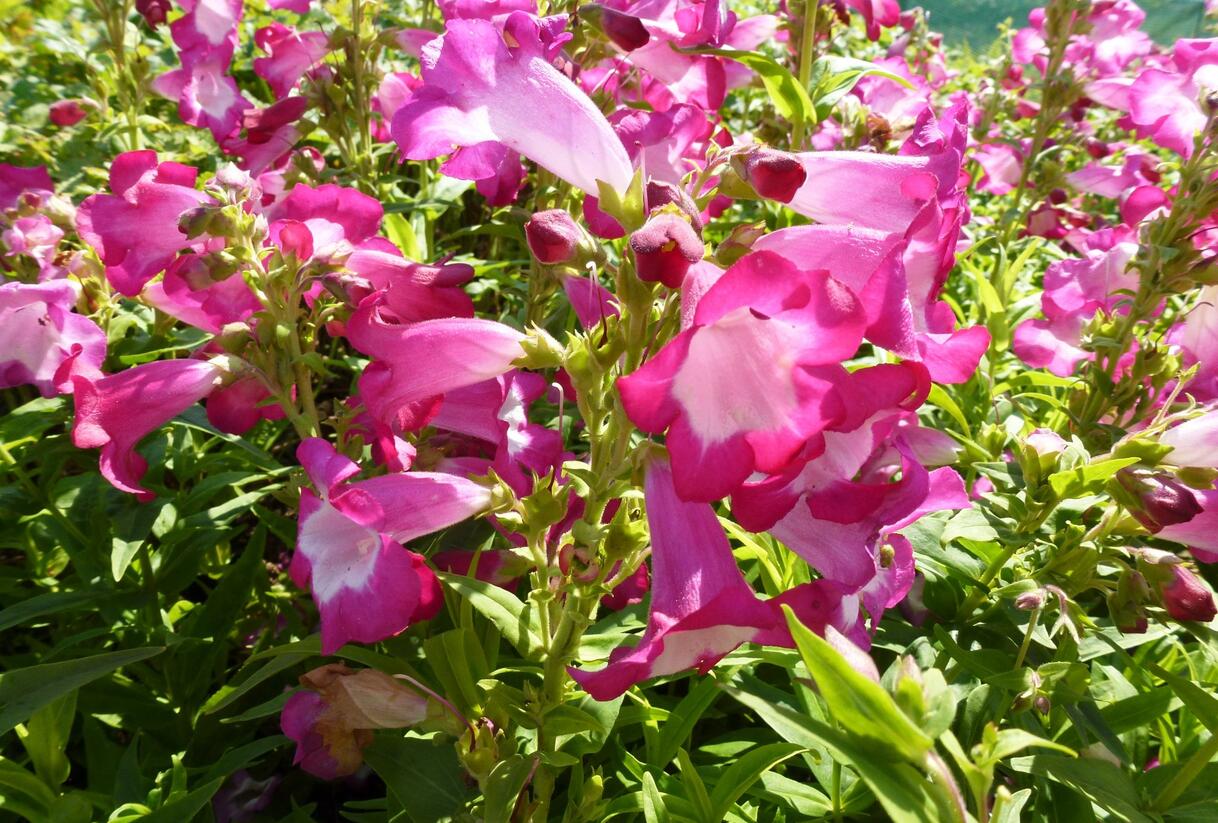 Dračík 'Phoenix Magenta' - Penstemon hartwegii 'Phoenix Magenta'