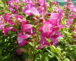 Dračík 'Phoenix Magenta'