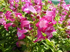 Dračík 'Phoenix Magenta' - Penstemon hartwegii 'Phoenix Magenta'