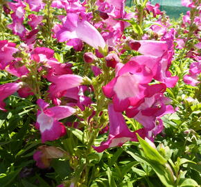 Dračík 'Phoenix Magenta' - Penstemon hartwegii 'Phoenix Magenta'