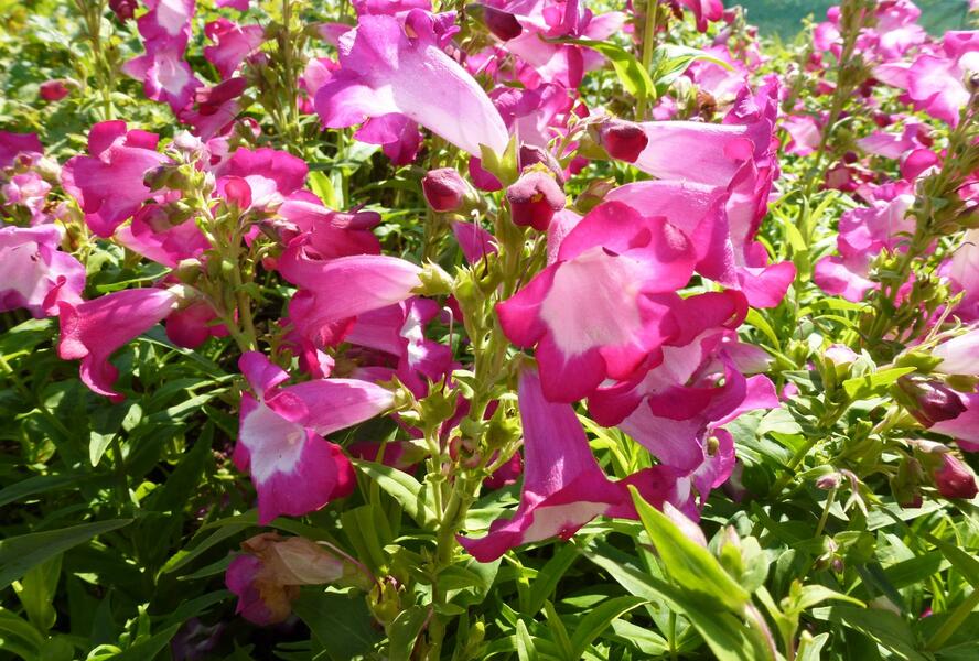 Dračík 'Phoenix Magenta' - Penstemon hartwegii 'Phoenix Magenta'