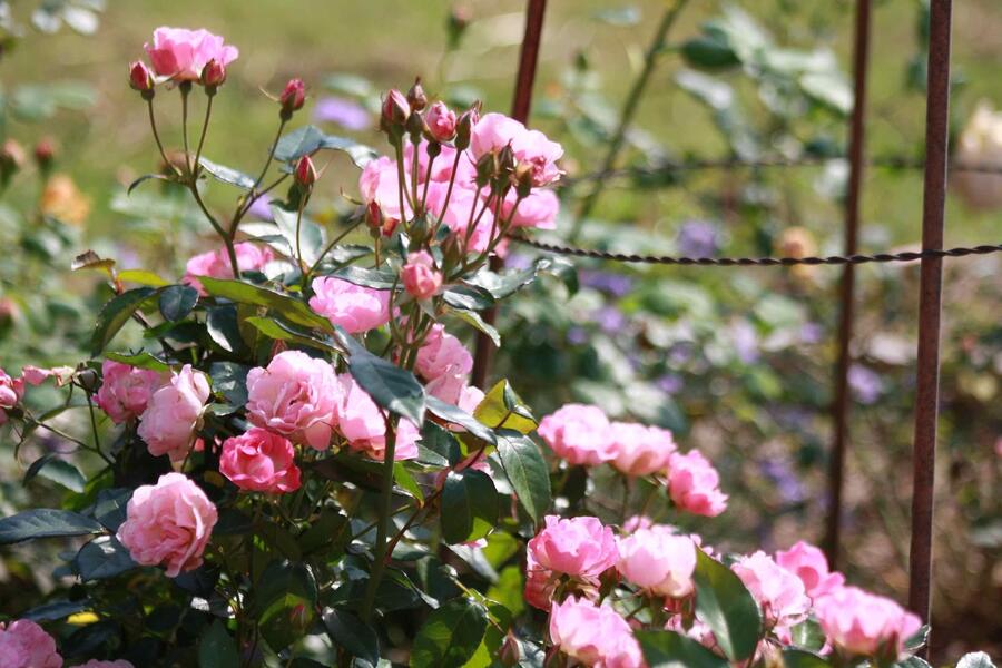 Růže pnoucí 'Our Last Summer' - Rosa PN 'Our Last Summer'