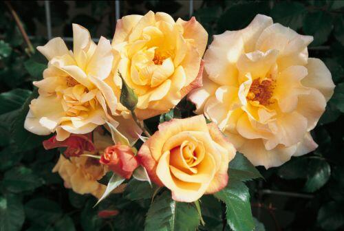 Růže pnoucí Kordes 'Moonlight' - Rosa PN 'Moonlight'