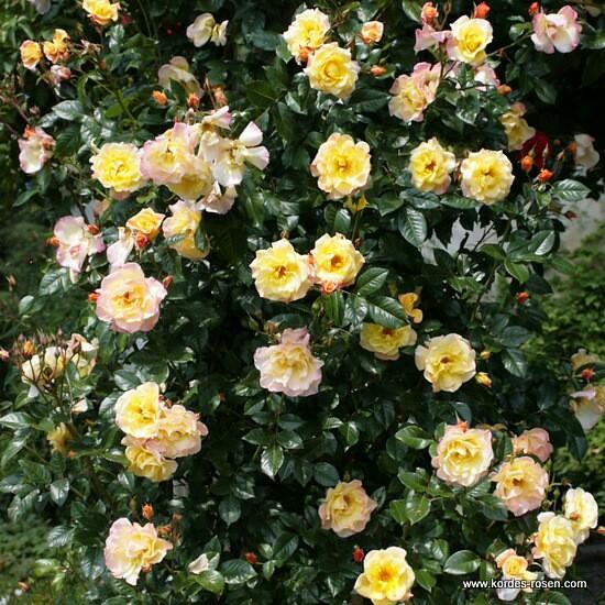 Růže pnoucí Kordes 'Moonlight' - Rosa PN 'Moonlight'